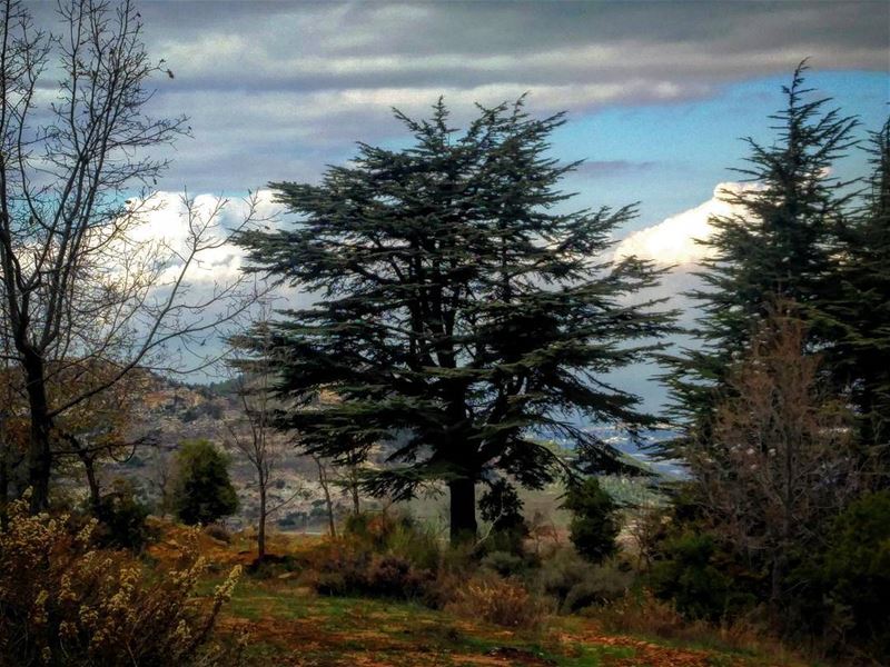 Cedars cedars lebanon north nature winter cold insta art photography cell... (Hadath El-Jubbah, Liban-Nord, Lebanon)