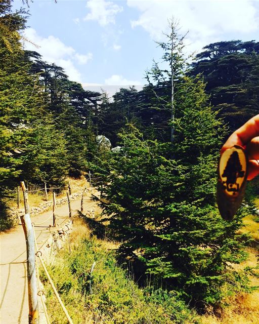  cedars cedarsofgod getaway morning walk weekend nature trees peace... (Cedars of God)