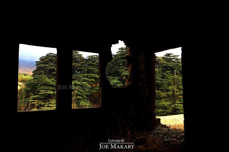  cedars  cedarsofgod  livelovecedars  livelovebcharre  livelovelebanon ...