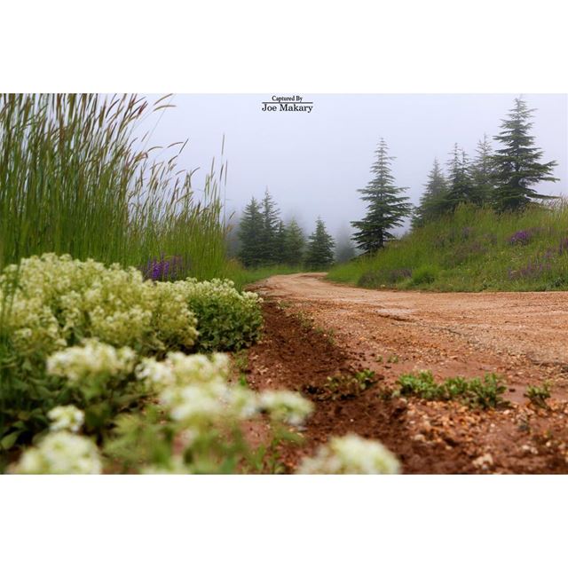  cedars  cedarsofgod  road  fog  forest  beautifullebanon  livelovelebanon...