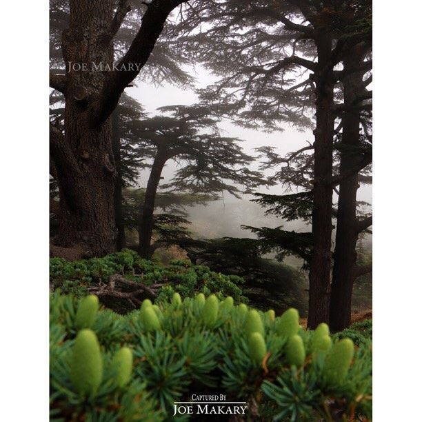  cedars  cedarsofgod  trees  tree  livelovelebanon  livelovecedars ...