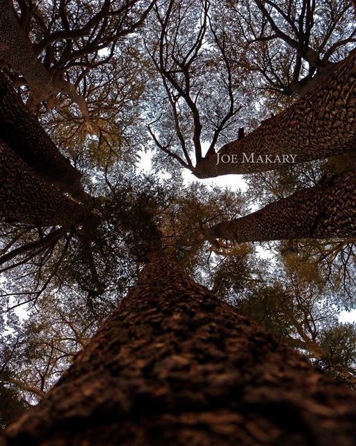  cedars  cedarsofgod  trees  tree  livelovelebanon  livelovecedars ...