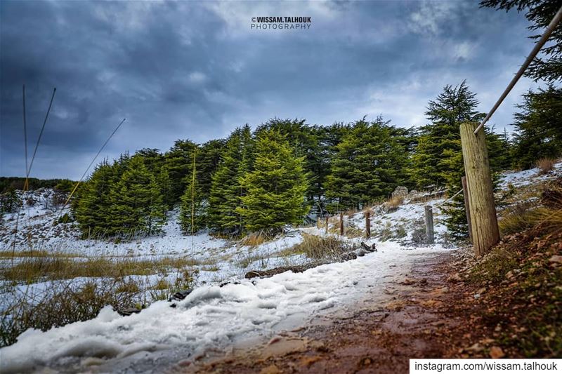  cedars  cedarsoflebanon  chouf  shouf  mountlebanon  lebanon  mountains ... (El Bârouk, Mont-Liban, Lebanon)