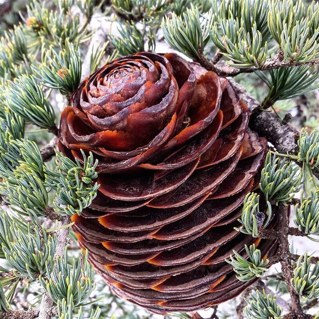  Cedars  CedarTree  Cone  ZoomIn  Focus  BaroukCedars  Barouk  Cedar ... (Barouk Cedar Forest)