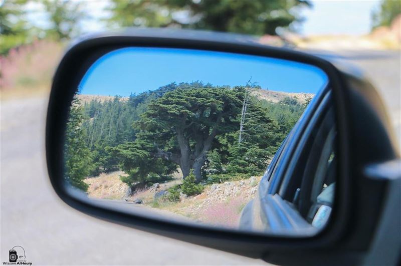  cedars chouf mountlebanon choufbiospherereserve tree oldtree mirror... (Arz el Chouf)