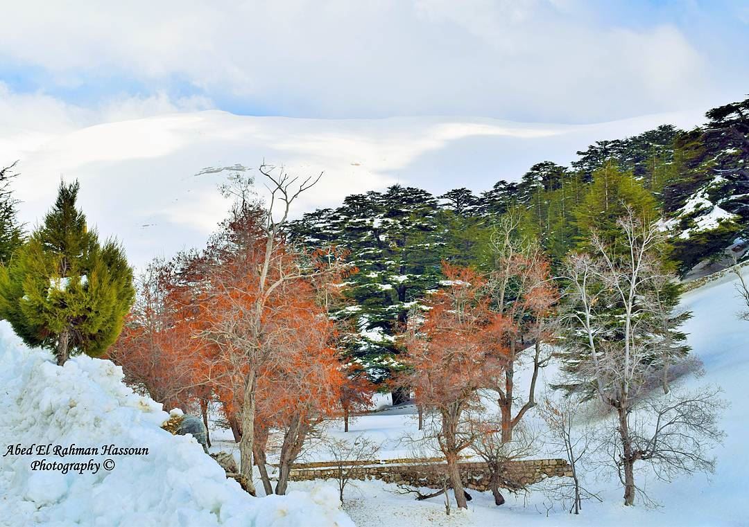 Cedars' forest of Bsharri❄❄❄ | Like my photography Facebook page ╰▶ Abed... (Cedars Forest)
