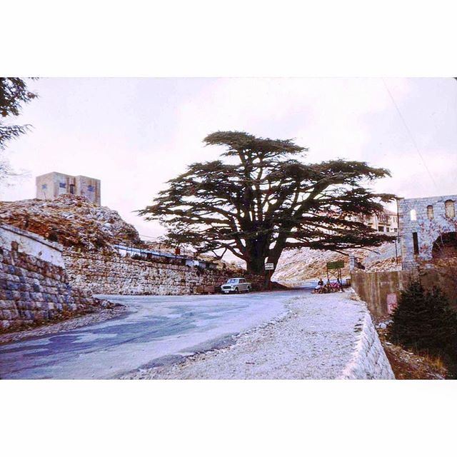 Cedars In 1965 .