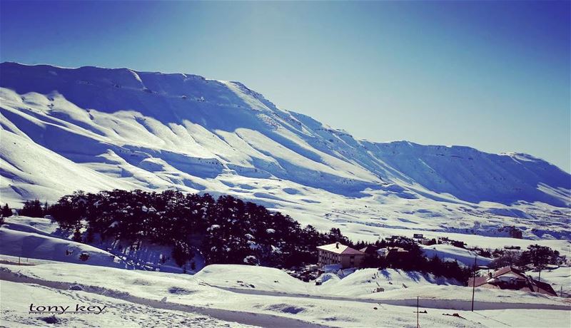 Cedars in the middle of nowhere at the top high point of the mountains  ... (Bcharré, Liban-Nord, Lebanon)