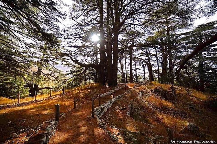 Cedars, Lebanon🇱🇧  cedar  cedars  lebanon  lebanon🇱🇧  reflection ... (Cedars Lebanon)