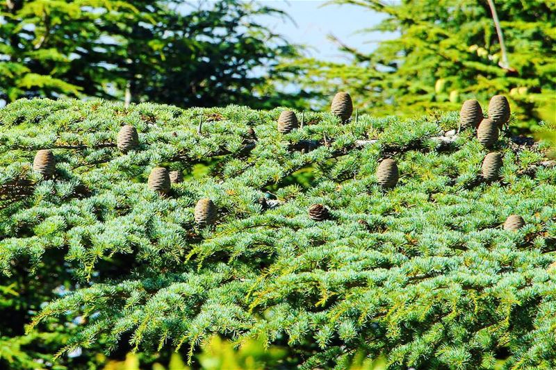 Cedars...  lebanon  lebanon_hdr  ig_lebanon  insta_lebanon  wearelebanon ... (Arez Al Barouk)