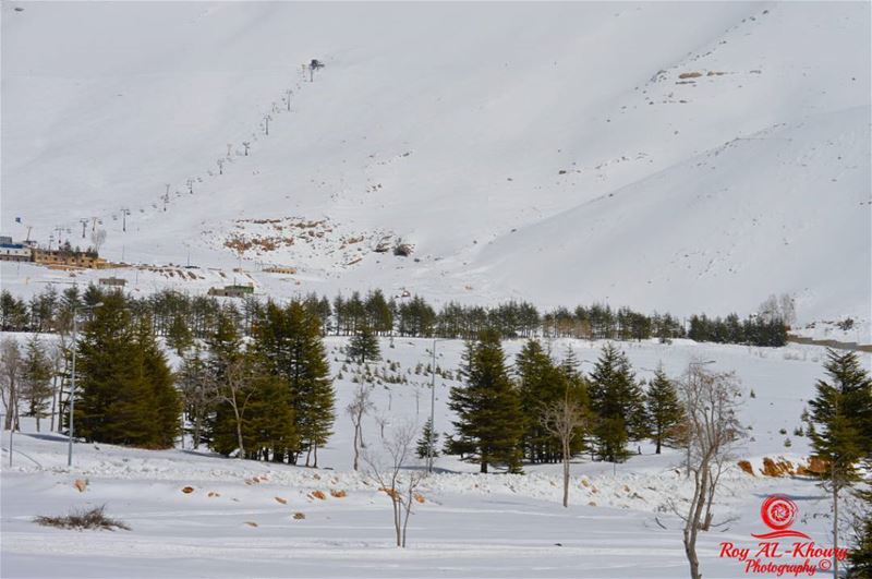  cedars  lebanon  livelovelebanon  livelovecedars ... (Cedars Of Lebanon)