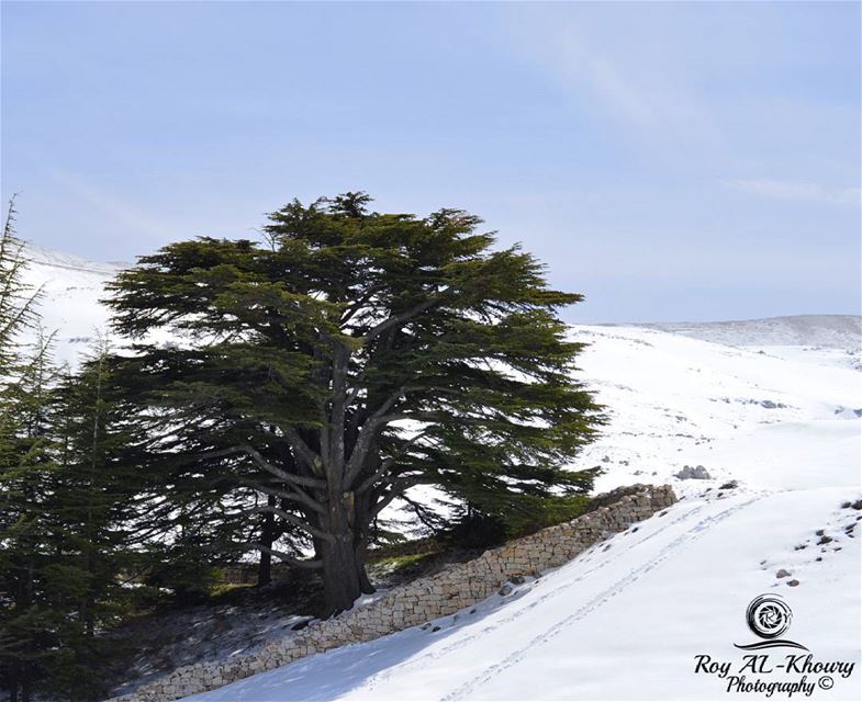  cedars  lebanon  livelovelebanon  livelovecedars ... (Cedars of God)