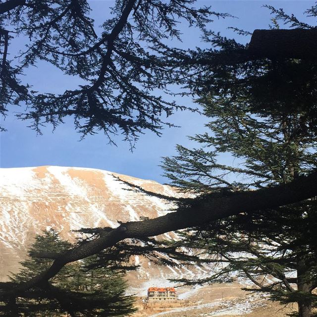  cedars  lebanon  snow  ig_captures  ig_lebanon  instalike  bluesky ... (Cedars of God)