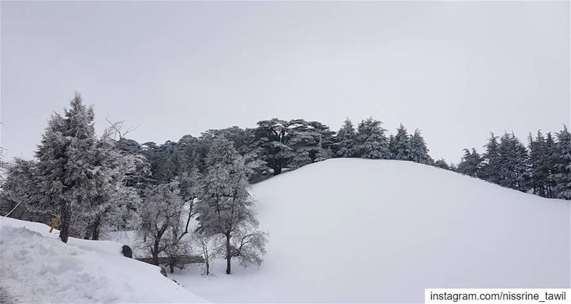  cedars  lebanon🇱🇧  winter  snow  skiing  instapic  instagram  nature ... (The Cedars of Lebanon)