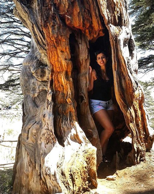  cedars  livelovelebanon  oldtree  lebanon  mountain  natureperfection ...