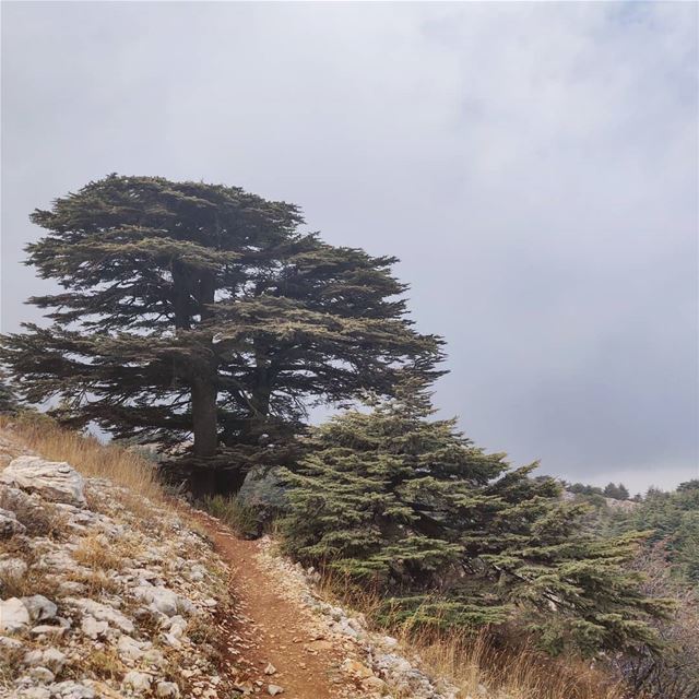 Cedars of... (Arz el Bâroûk)