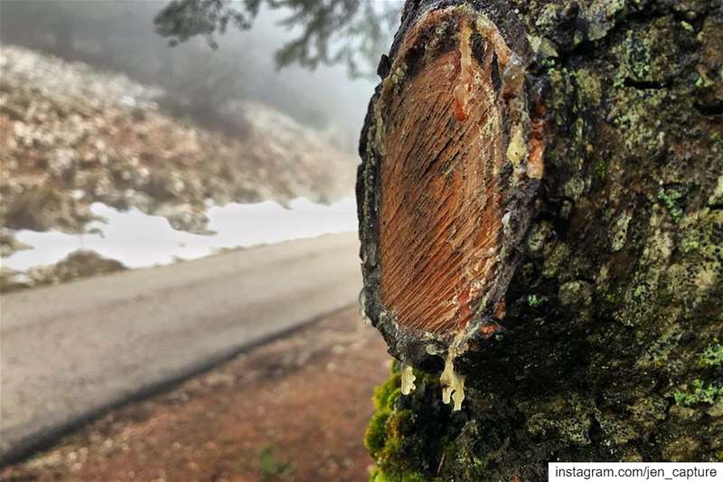 Cedars of Barouk   lebanon  barouk  shotoniphone  lebanese... (Al Shouf Cedar Nature Reserve)