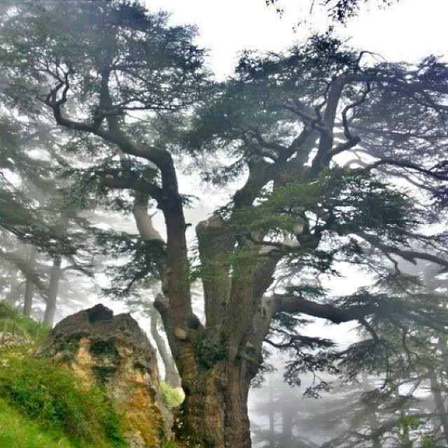 Cedars of Barouk Lebanon. By @rikarout .This cedars are aged more than...