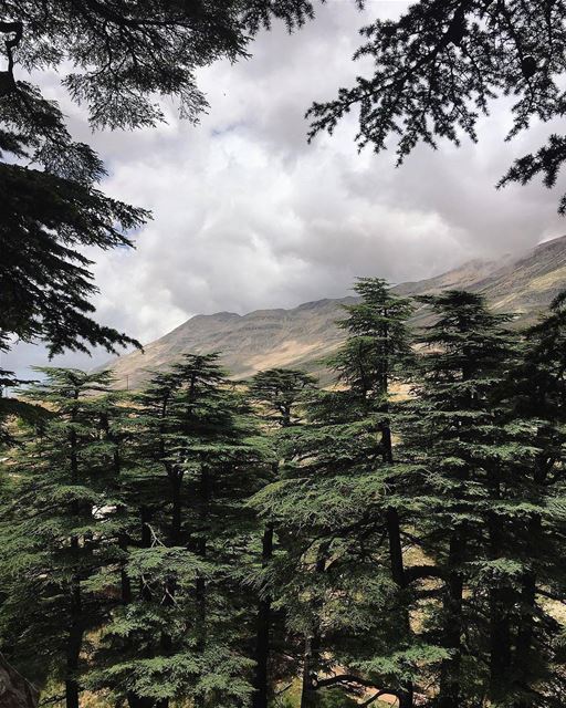 Cedars of God 🌲 ... (Bcharré, Liban-Nord, Lebanon)