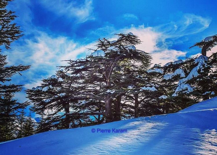  cedars of  god  bechari  lebanon  snow  blue  sky  livelovelebanon ...