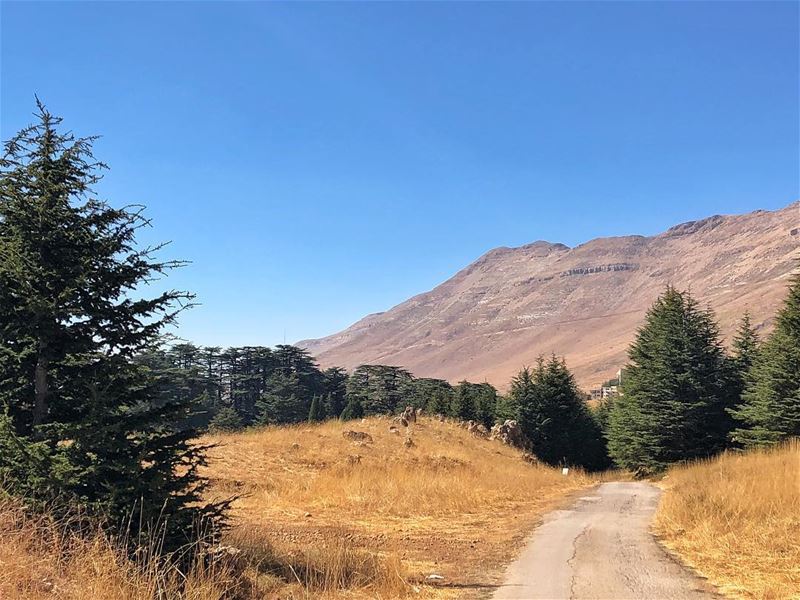 Cedars Of God....  cedarsoflebanon ••• cedars  trees  nature ... (Cedars of God)