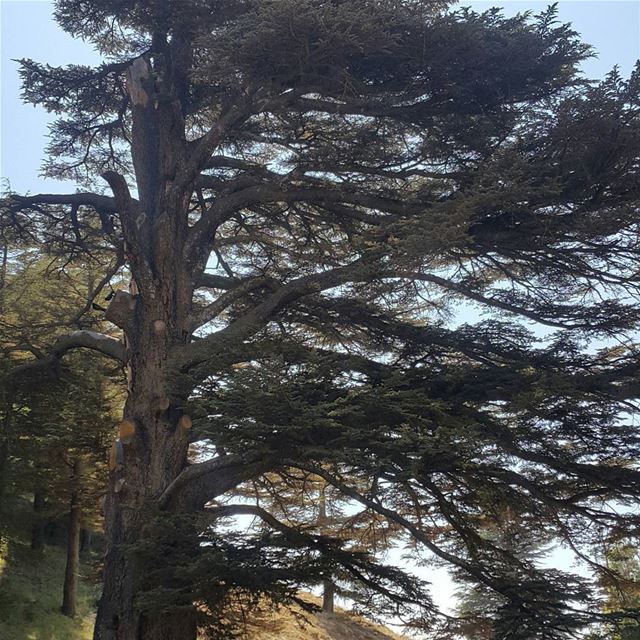 Cedars of God...