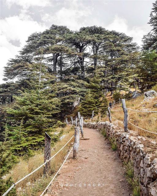 Cedars of Lebanon 🇱🇧 Cedrus Libani...... proudlylebanese ... (Cedars of God)