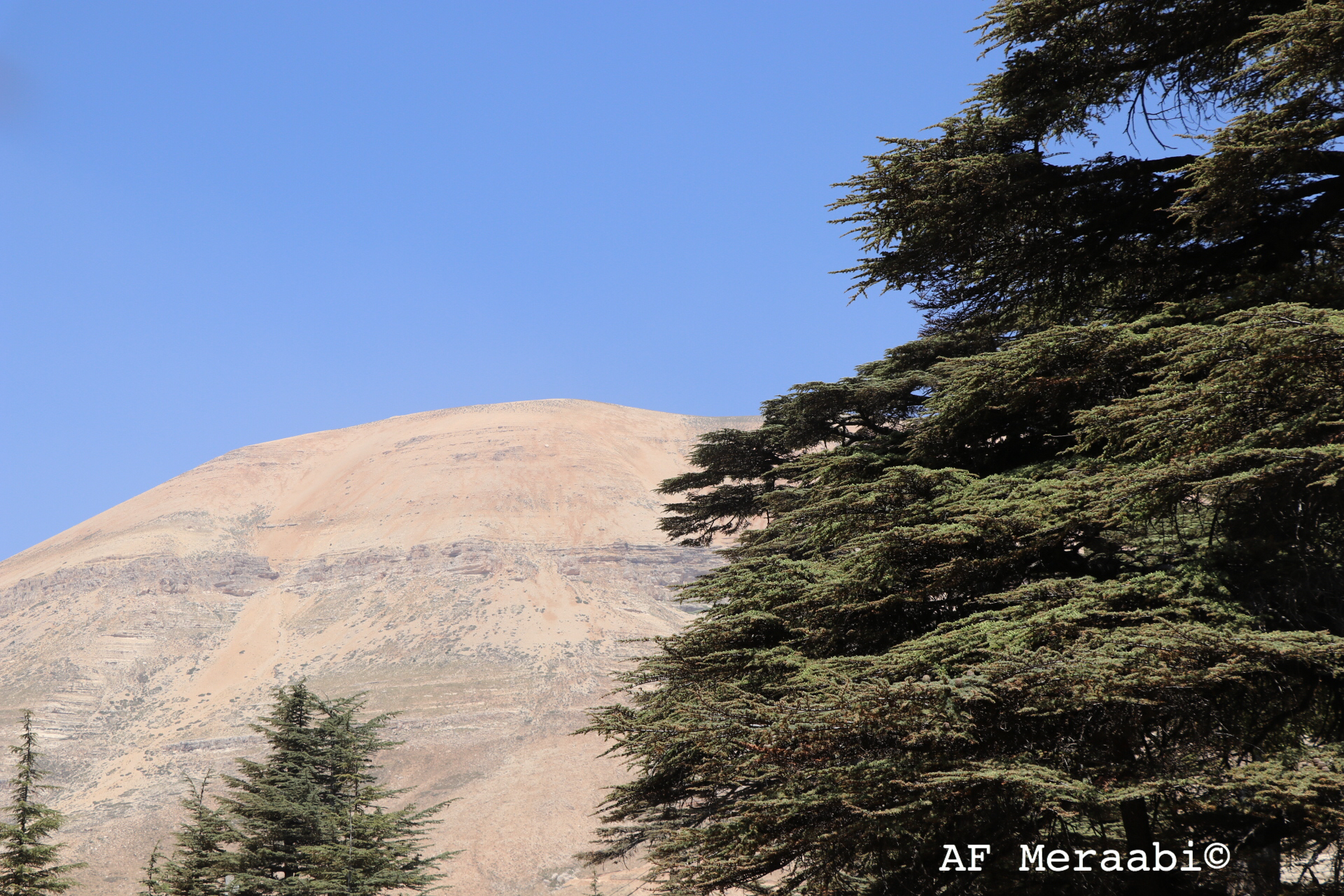 Cedars of Lebanon