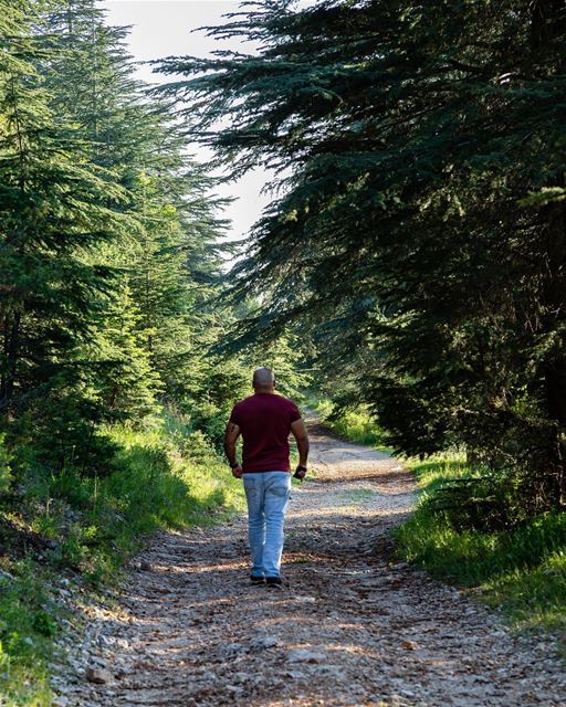  Cedars 🌲Photo Credit: @mikhaelbitar ...... Lebanon  mountains ... (Aïn Zhalta, Mont-Liban, Lebanon)