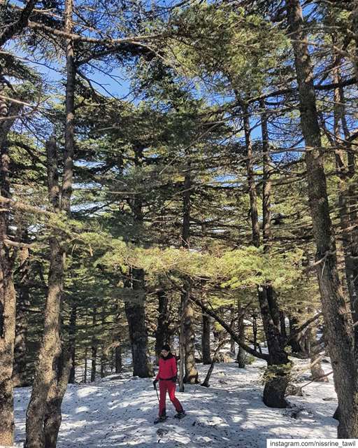  cedars  reserve ... (Al Shouf Cedar Nature Reserve)