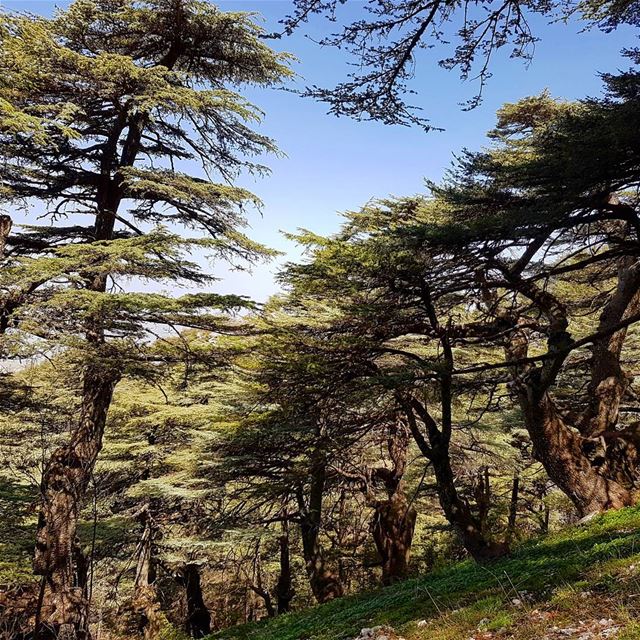 Cedars. shouf  nature  reserve  lebanon  middleeast  amazing  colours ... (Shouf Biosphere Reserve)