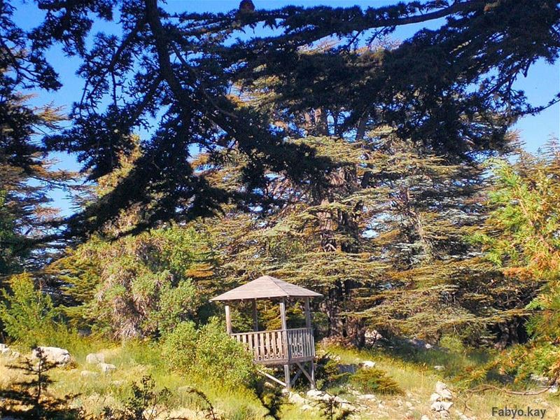  cedars tannourine forest nature naturephotography libanon trees... (Arz Tannoûrîne)