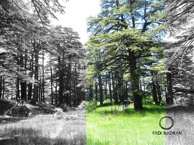 Cedars....... travelawesome  exploretheglobe   worlderlust ... (The Cedars of Lebanon)