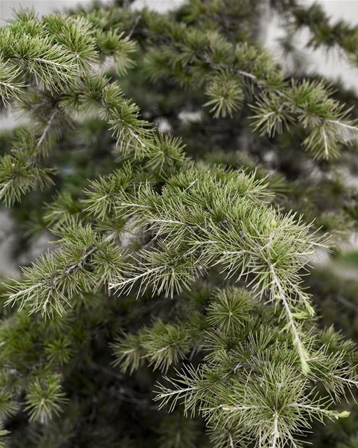  cedars...
