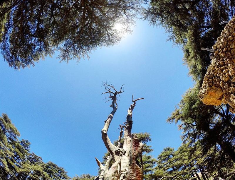  CedarsOfGod  TreeOfLife  JesusSculpture  CenterOfTheWorld  Cedars  Forest... (Cedars of God)