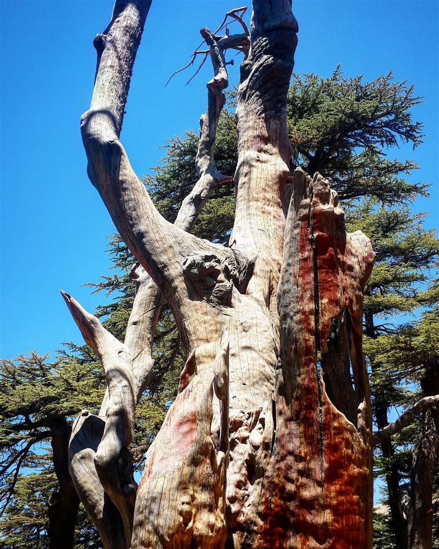  CedarsOfGod  TreeOfLife  JesusSculpture  Jesus  Cedars  Forest  Lebanon... (Cedars of God)