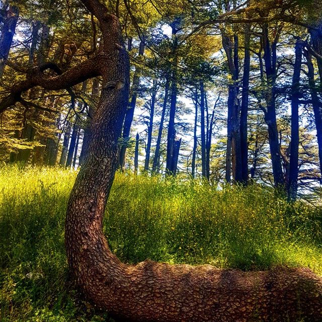  cedarsoflebanon ... (Cedars of God)