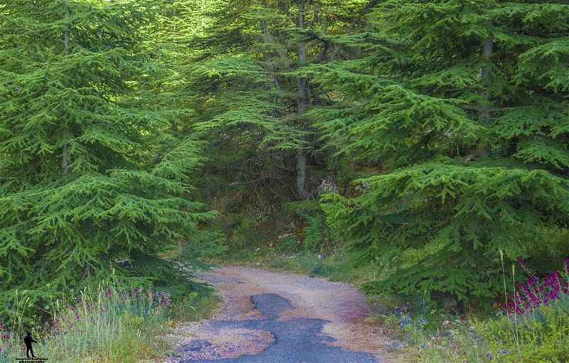  cedartree shoufreservebiosphere  shoufreserve  barowk chouf lebanon... (محمية ارز الباروك)