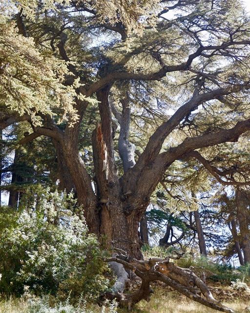 🇱🇧 Cedro de 3 mil anos fotografado pela @recalil durante sua viagem ao Lí (Cedars of God)