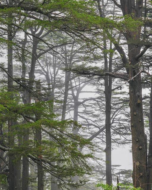 Cedrus Libani 🇱🇧 Bsharri District ..... photoshop  artofvisuals... (The Cedars of Lebanon)