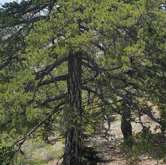 Cedrus Libani, commonly known as the Cedar of Lebanon is a species of... (Cedars of God)