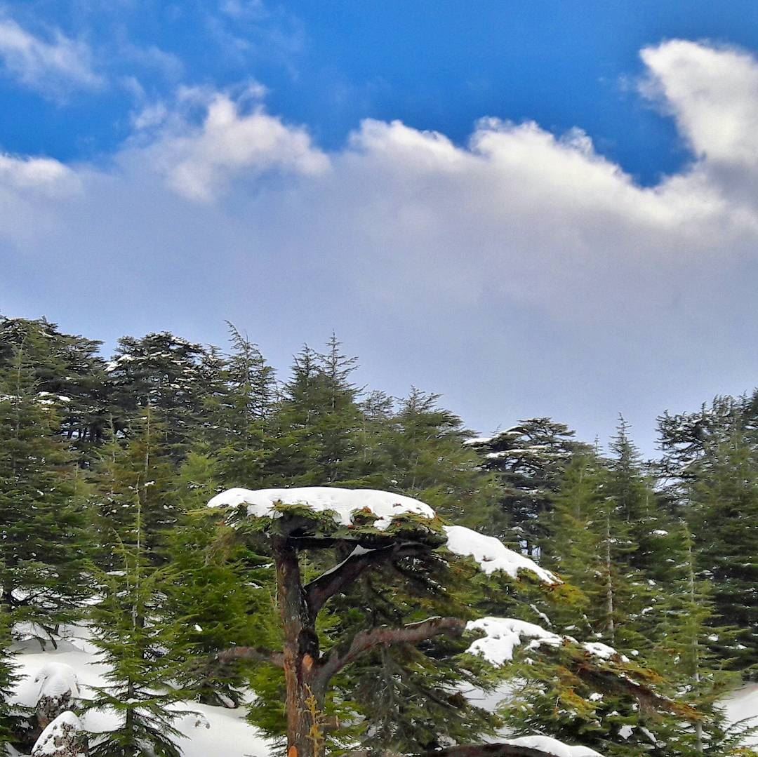 "Cedrus libani", our great cedars ❄❄❄  Lebanon  Lebanese  Alps   Arz ... (Cedars Of Lebanon)