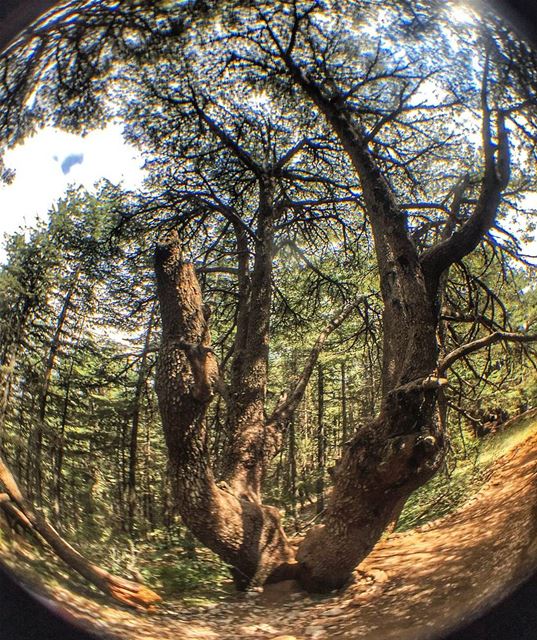 Centuries of stories in this tree  tree  trees  cedar  cedarforest ... (Bâroûk, Mont-Liban, Lebanon)