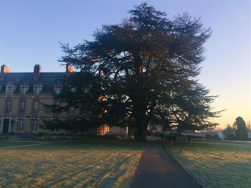 Centuries-old Lebanese Cedar, a proud of a nation  proudlylebanese  cedars... (Domaine Du Tremblay)