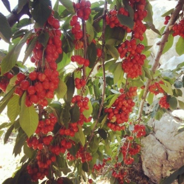 cerises ou bien raisins?