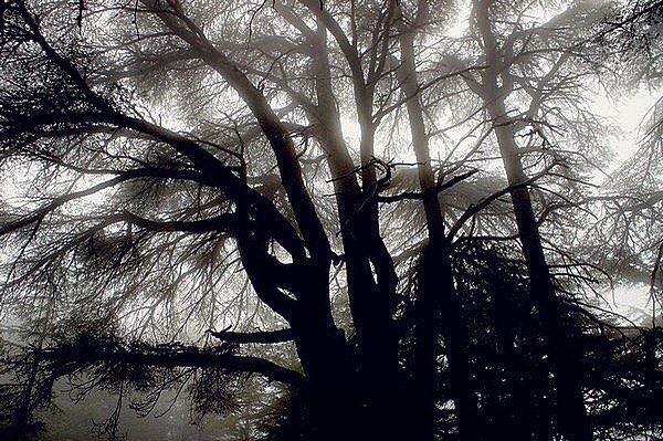 Chaotic Cedar forest.📍Barouk reserve | Lebanon.━ ━ ━ ━ ━ ━ ━ ━ ━ ━ ━ ━ ━ (Arz el Bâroûk)