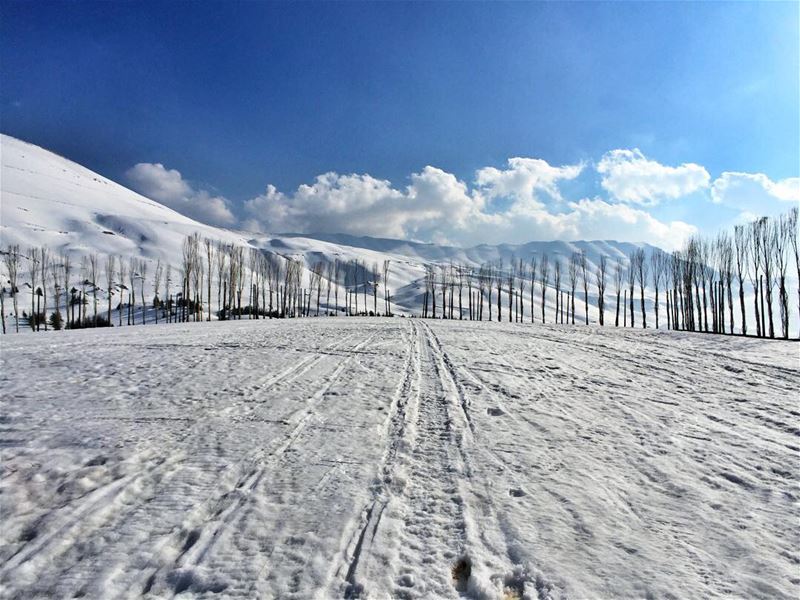 Chase your dreams but always know the road that will lead you home... (Cedars of God)