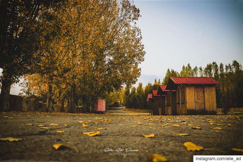Chasing colors 🍂  fall  autumn  leaf  color  colour  trees  autumnleaves... (Kfardebian, Mont-Liban, Lebanon)