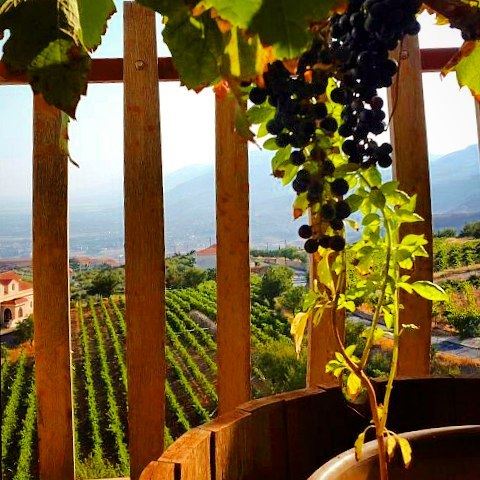  chateaukhoury  blackgrapes  zahle  winery  vines  vineyard  mountains ... (Chateau Khoury)