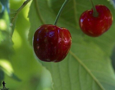 Cheery ❁❦ cheery  friut  macro  macrofruits  chouf  jbaa  lebanon...